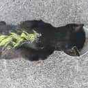 A black cat was rescued after being sprayed with green paint in Lancashire (Credit: English Barn Cats)