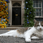 Larry the cat 1-0 Fox: Larry scraps with fox twice his size outside 10 Downing Street and it’s all on video 