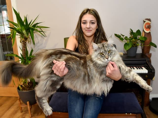Murphy the Maine Coon keeps being mistaken for a dog or a lion