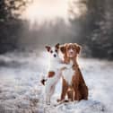 Here’s how you can keep your beloved pet pooch warm and healthy during winter. 