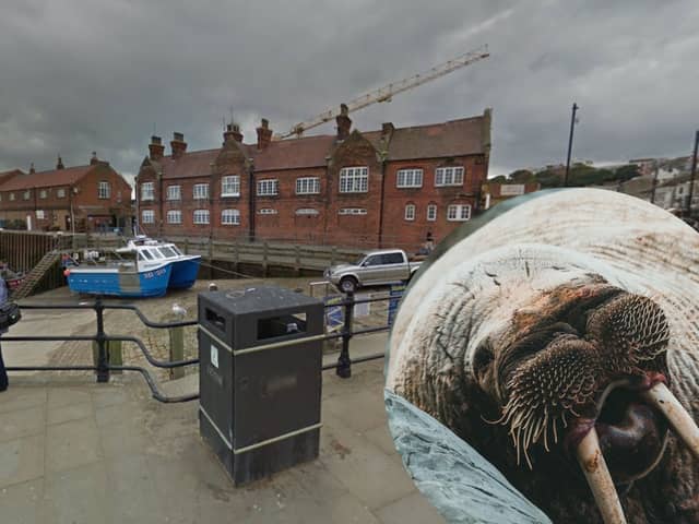 A walrus called Thor was spotted having a rest at Scarborough Harbour ahead of the New Year