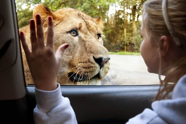 Knowsley Safari.