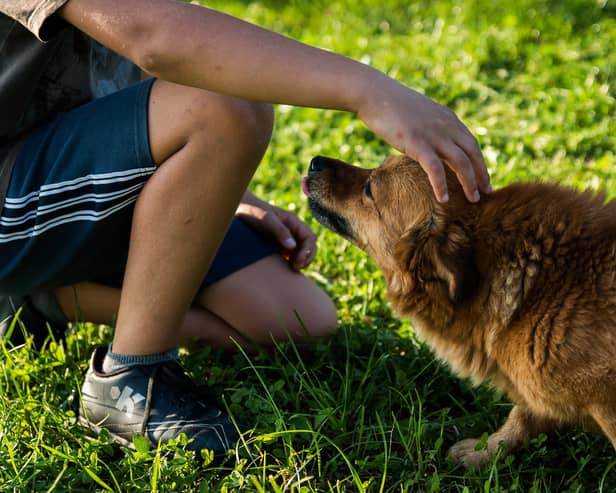 A dog groomer says owners should “set boundaries” with their pets to help keep their children and family safe. Stephanie Zikmann, 31, said that the rise in dog attacks has left her “fearful” and she wants to educate people on how to safely interact with their pets.