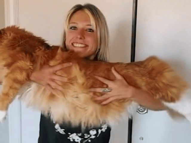 Huge cat often mistaken for a dog is now the same height as a nine-year-old child  