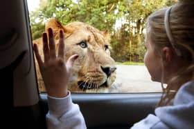 Knowsley Safari.