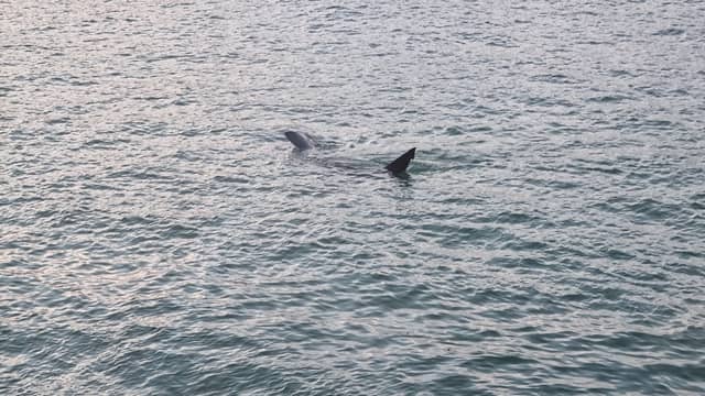 Huge shark spotted off coast of St Ives in Cornwall: Footage captures basking shark ‘longer than some boats’