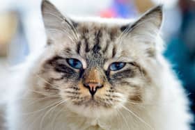 Ragamuffin cat is the most expensive pet to insure