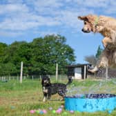 Rex and Daisy cool off in the pool at doggy day care Bruce's (photo: Bruce's)