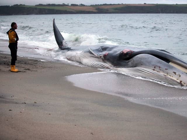 The whale (not pictured) got stranded on a sandbank just off Bridlington's South Beach