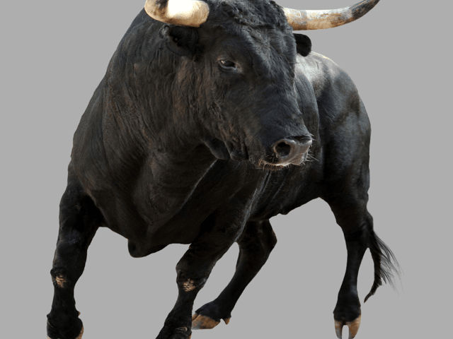 The bull caused chaos at the rugby league match 