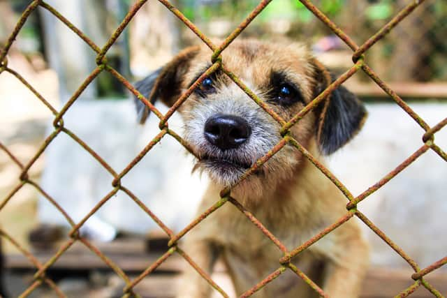 Low welfare breeding systems, like puppy farms, can lead to poor long-term health outcomes (image: Shutterstock)