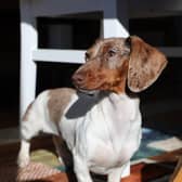 Colin the Daschund said ‘Blackpool was a lesson in high street revival'