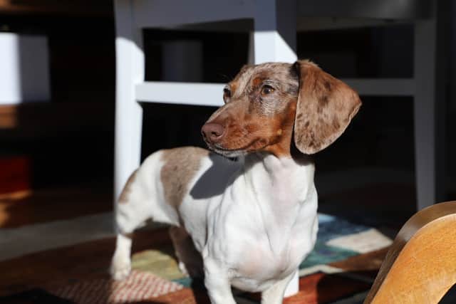 Colin the Daschund said ‘Blackpool was a lesson in high street revival'