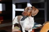 Colin the Daschund said ‘Blackpool was a lesson in high street revival'