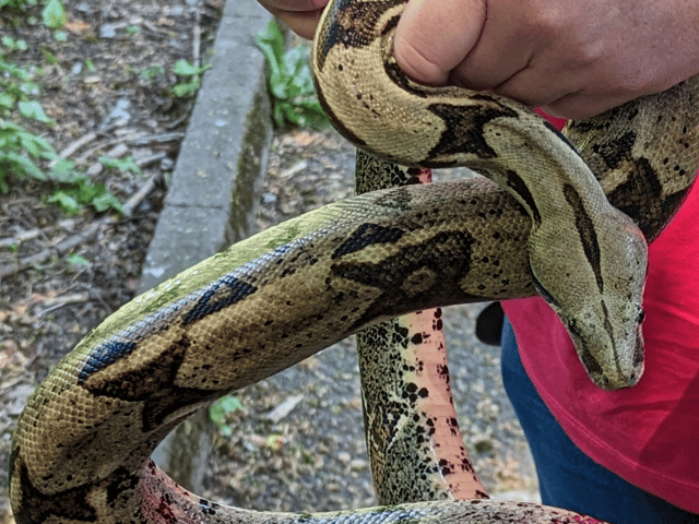 RSPCA has released a list of the ‘stray snake’ hotspots in the UK