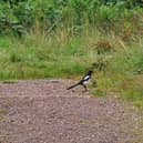 Outrage after Magpie shot dead on Kenilworth rooftop in broad daylight.