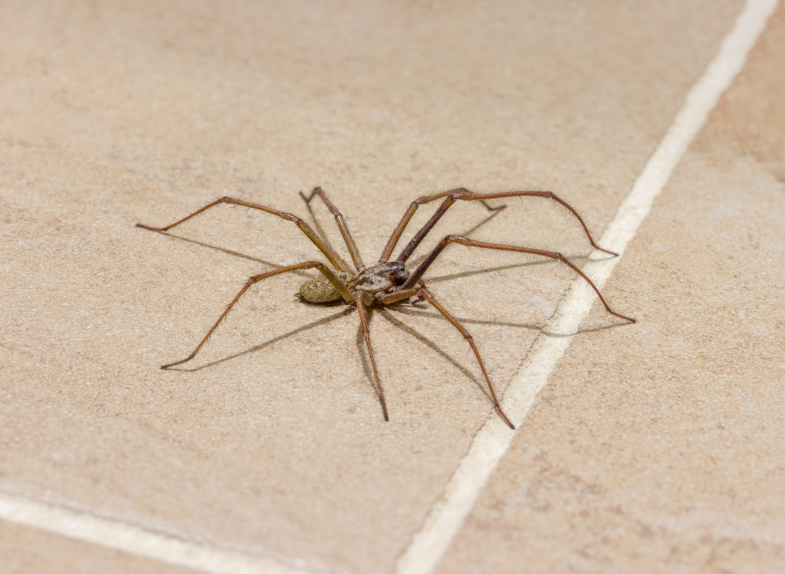 Spider season: The reason eight-legged creatures invade UK homes in September and why you shouldn’t kill them