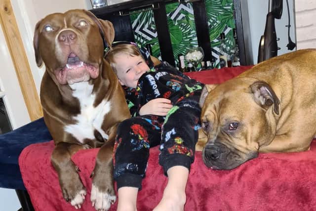 Little Dominic with his best friend and XL Bully Wispa on right and other family dog a staffy cross
