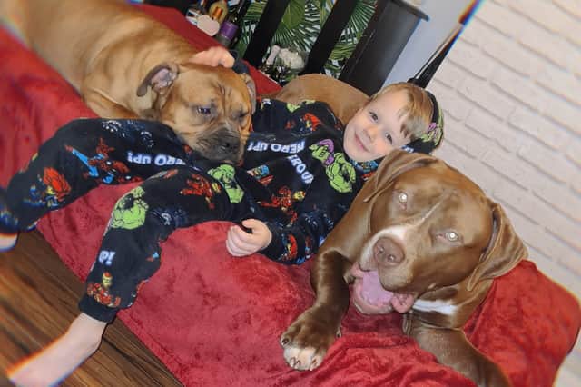 Little Dominic with his best friend and XL Bully Wispa on right and other family dog a staffy cross