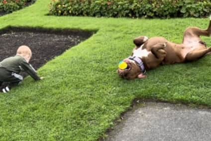 XL Bully Wispa playing with a stranger's two-year-old son at Stanley park in Blackpool