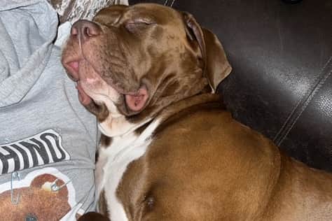 XL Bully Wispa