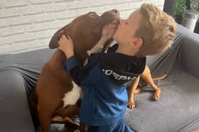 Dominic, 6, with his best friend XL Bully Wispa