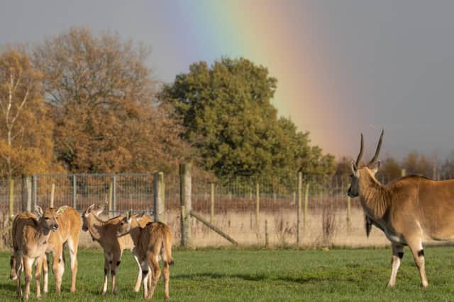 Knowsley Safari Park. Photo: Knowsley Safari