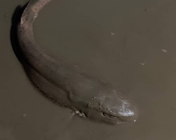 Siblings Samantha and Jared Farr found a 'small spotted catshark' on Cleveleys beach