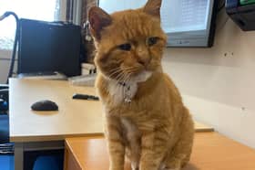 Street cat Ginge now lives at Blackpool depot 