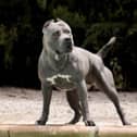 XL Bully