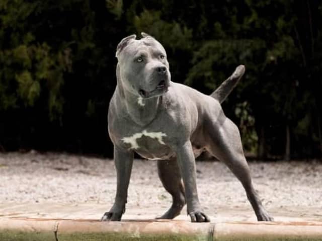 XL Bully