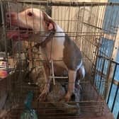 A dog who was going round and round in circles confined in a tiny crate before she was rescued by the RSPCA is now enjoying her freedom - but Tess has yet to receive any interest from potential adopters. 