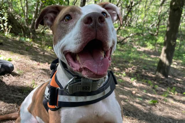 A dog who was going round and round in circles confined in a tiny crate before she was rescued by the RSPCA is now enjoying her freedom - but Tess has yet to receive any interest from potential adopters. 