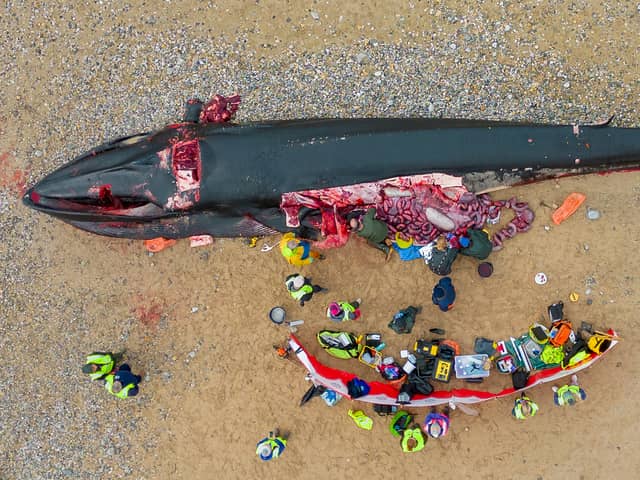 A 16-metre-long fin whale washed up on Fistral Beach, Newquay in Cornwall on November 15. (SWNS)