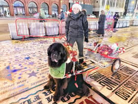 Water rescue dogs dressed up on the prom and pulled a sleigh to raise funds for Blackpool Working Newfoundlands 

