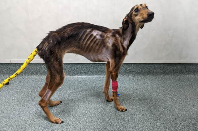 Maisie the Lurcher during recovery