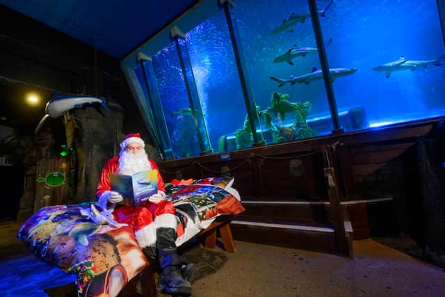 Scott says it's a "privilege" to spend the festive day with the animals (Credit: SeaLife Blackpool / SWNS)