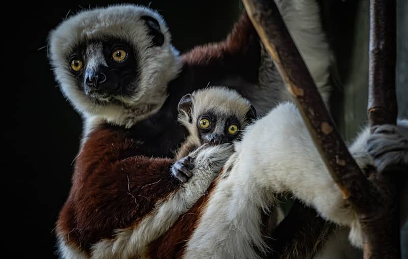 The critically endangered dancing lemur born at Chester Zoo Picture: Chester Zoo / SWNS