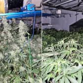 The cannabis production found at Fleetwood address