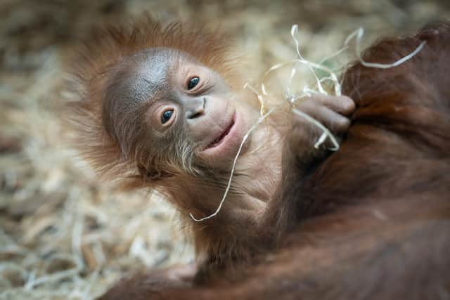 So cute - Blackpool Zoo's baby orangutan