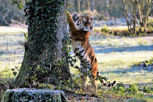Rusty, the new male tiger at Blackpool Zoo