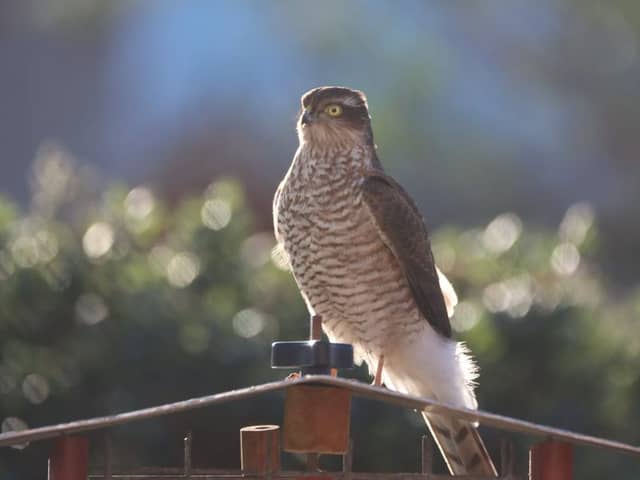 The sparrowhawk called in to a Thornton back garden. Photo: Brian Jackson