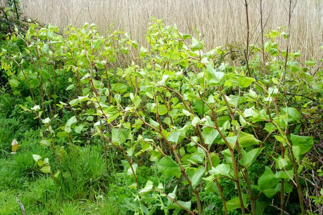 Japanese knotweed can push through cavity walls, drains and cracks in concrete (Credit: Brian Robert Marshall CC BY-SA 2.0 DEED)