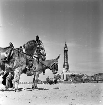 9th May 1956:  Donkey rides for holidaymakers at Blackpool seaside resort in Lancashire. Blackpool Tower is in the background.  (Photo by Harry Kerr/BIPs/Getty Images)