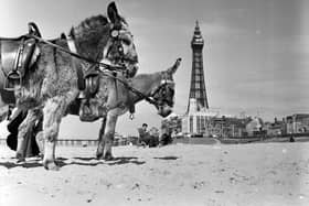 9th May 1956:  Donkey rides for holidaymakers at Blackpool seaside resort in Lancashire. Blackpool Tower is in the background.  (Photo by Harry Kerr/BIPs/Getty Images)