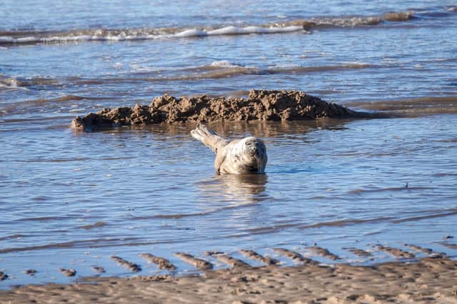 Lee, a keen wildlife photographer, happily snapped some pictures of the seal while it enjoyed a brief break from swimming in the freezing waters of the North Sea.