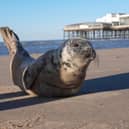 The seal was found 'sunbathing' on the beach in Blackpool on Wednesday (January 18). Picture by Lee Rawcliffe