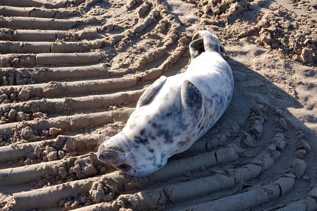 The seal was found 'sunbathing' on the beach in Blackpool on Wednesday (January 18). Picture by Lee Rawcliffe