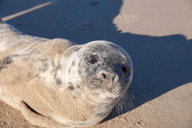 Local man Lee Rawcliffe came across the special visitor on the sand opposite the Tower, close to North Pier.