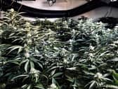Cannabis farms causing a 'dangerous fire hazard' to children are found